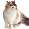 generci